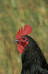 Portrait of a rooster 'Noir de Challans' breed Vendée