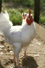 Rooster 'Gatinais' in pen and its hen France