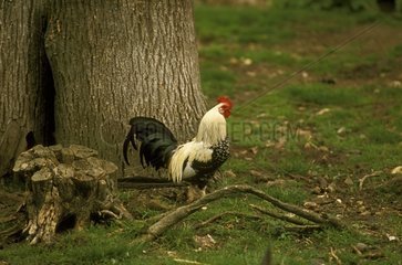 Rooster 'Crèvecoeur' near a tree trunk France