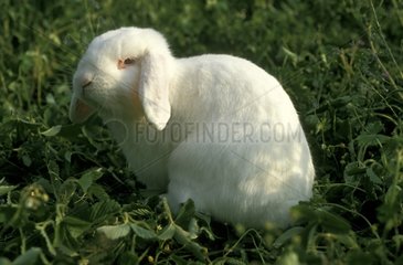 English Lop Rabbit in grass France