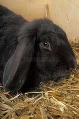 English black Lop Rabbit on straw ram
