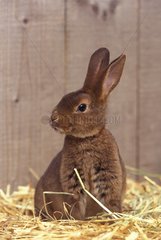 'Rex Castor' Rabbit on straw ram