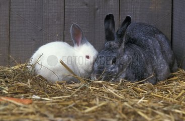 Young Geant des Flandres rabbit with its mother