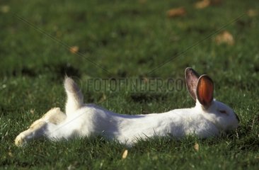 New Zealand white Rabbit taking a sun bath
