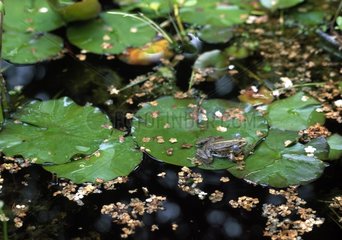 Frog on a leaf in a pond