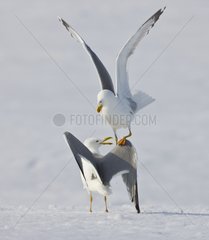 Herring gulls fighting in the snow Scandinavia