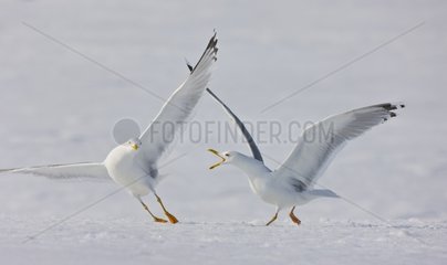 Herring gulls fighting in the snow Scandinavia