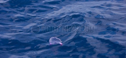 Portuguese Man O'war floating on the surface Azores