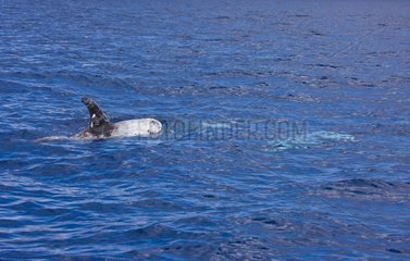 Risso's dolphin swimming on the surface Azores