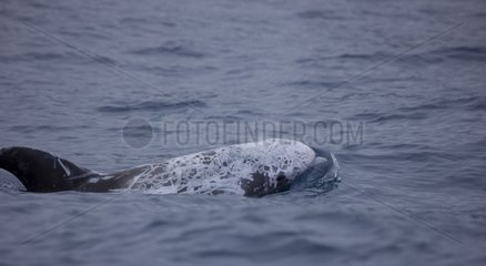 Risso's dolphin swimming on the surface Azores