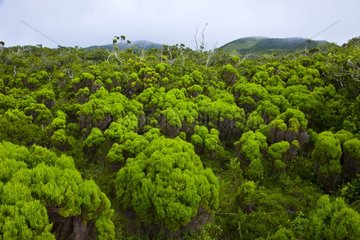 Vegetation on the slopes of Ponta do Pico Azores