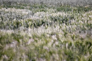 Effect of wind on a field of Cereal RNP Luberon France