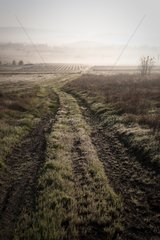Path in the plain of Gordes dawn NRP Lubéron France