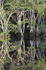 Trees Reflected in the Water Reserve Quyabeno Ecuador