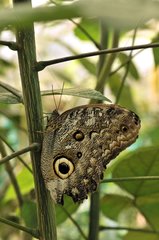 Owl-butterfly on a stem Ecuador
