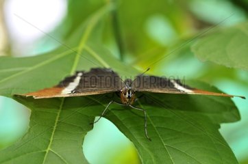Brown Siproeta Butterfly on a leaf Ecuador