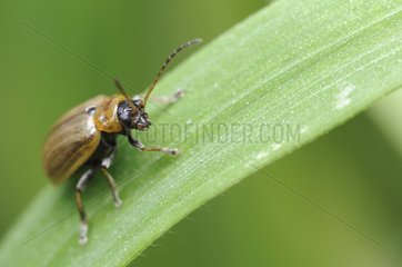 Beetle on a blade of grass