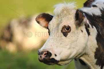 Portrait of a Cow Normandy in Normandy France