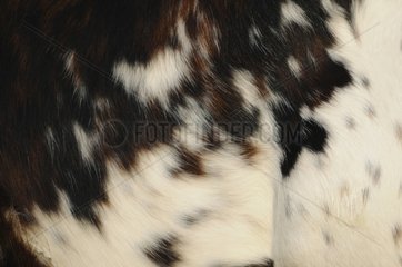 Detail of the skin of a cow in Normandy France
