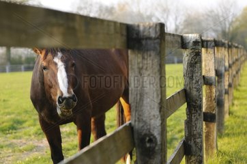 Saddle horse behind the fence of a stud farm in France