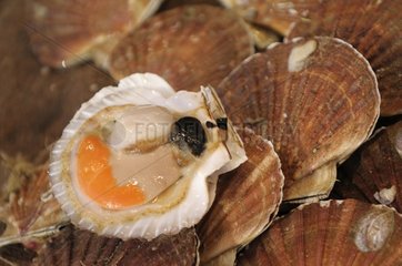 Coquille St. Jacques on open display of a fisherman France