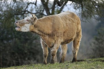 Beef in a Norman meadow France