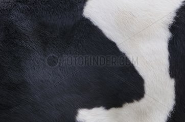 Detail of a cowhide Breton