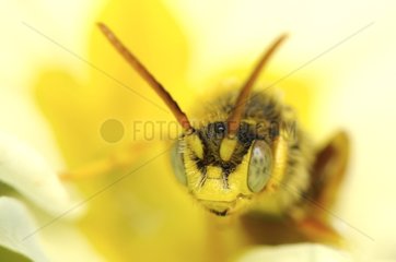 Portrait of a Bee in Normandy France