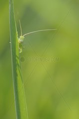 Green Grasshopper on blade of grass in Normandy France