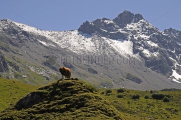 Cow in pasture Beaufortain Alps France