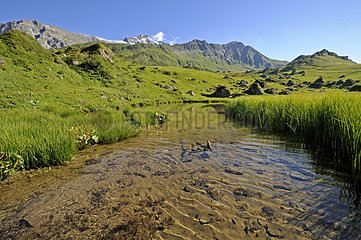 Pond in a lawn Beaufortain Alpine Alps France