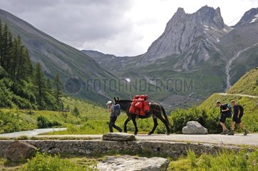 Walking with mule Val Veny Alps Italy