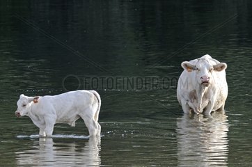 Charolais and calf in the Doubs river Franche Comte France