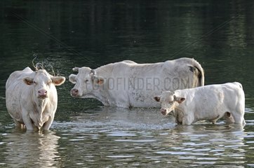Charolais and calf in the Doubs river Franche Comte France
