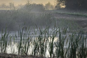 Morning mist on a pond area's natural Allan France
