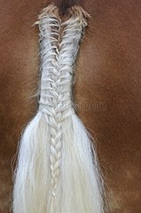 Braided tail of Comtois horse in a contest France