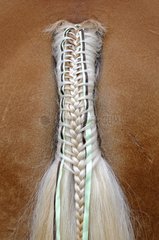 Braided tail of Comtois horse in a contest France