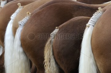 Braided tails of Comtois horses in a contest France