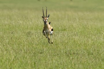 Thomson's Gazelle running in the Masaï Mara NR Kenya