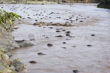 Carcasses of Wildebeest after crossing a river Masai Mara