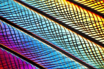 Barbules of feathers of guinea fowl in polarized light