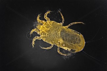 Microscopic view of the parasitic mite Tit