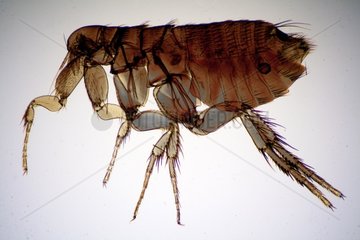 Flea Odontopsylla multispilosus female parasite rabbit