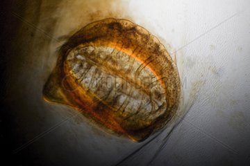 Microscopic view of the chafer Stigma