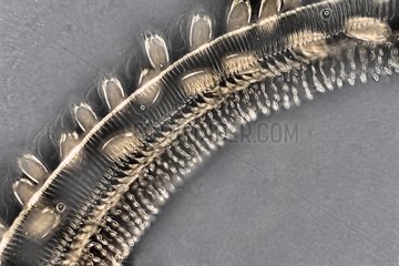 Microscopic view of the proboscis of a Butterfly