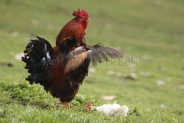 Rooster flapping wings La Rioja Spain