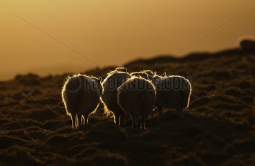 Shetland sheep on the Shetland Islands