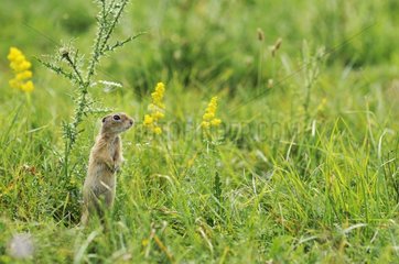 European Ground Squirrel standing on its hind legs in Serbia