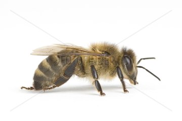 Honey bee on white in studio