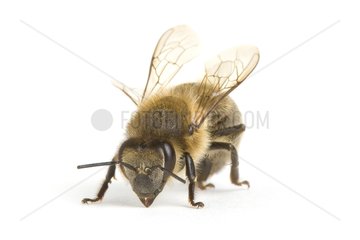 Honey bee on white in studio
